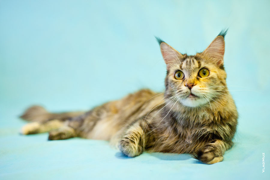 Фото портрет кошки мейнкун с акцентом на глазах в разрешении 4256 на 2832 пикселя