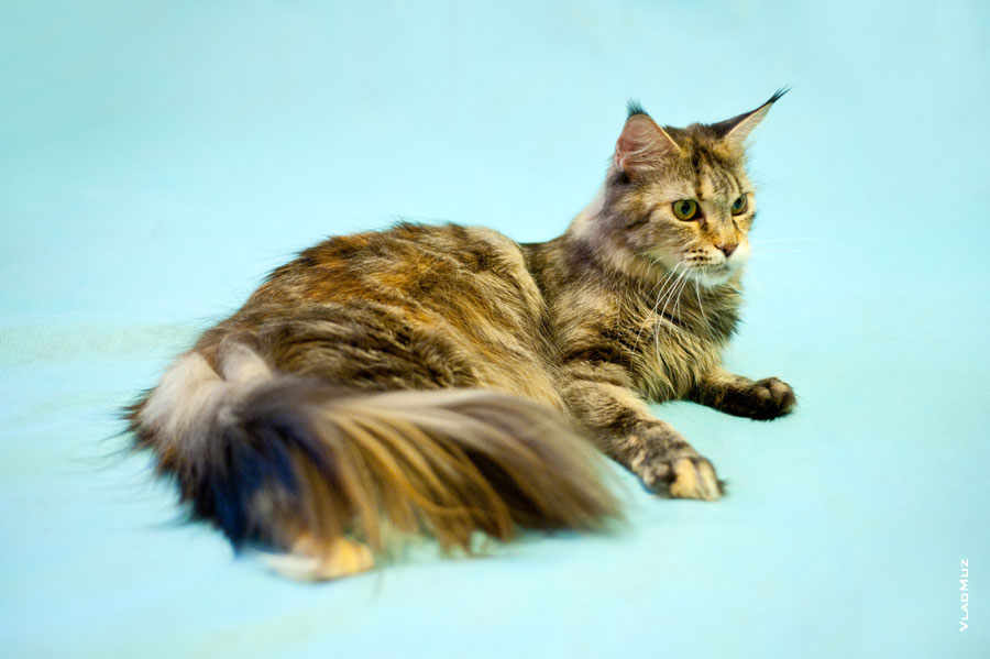 Фото лежащей кошки мейнкун с пышной шерстью в разрешении 4256 на 2832 пикселя