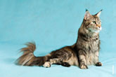 Фото кошки мейнкун на студийном фоне в разрешении 4256 на 2832 пикселя