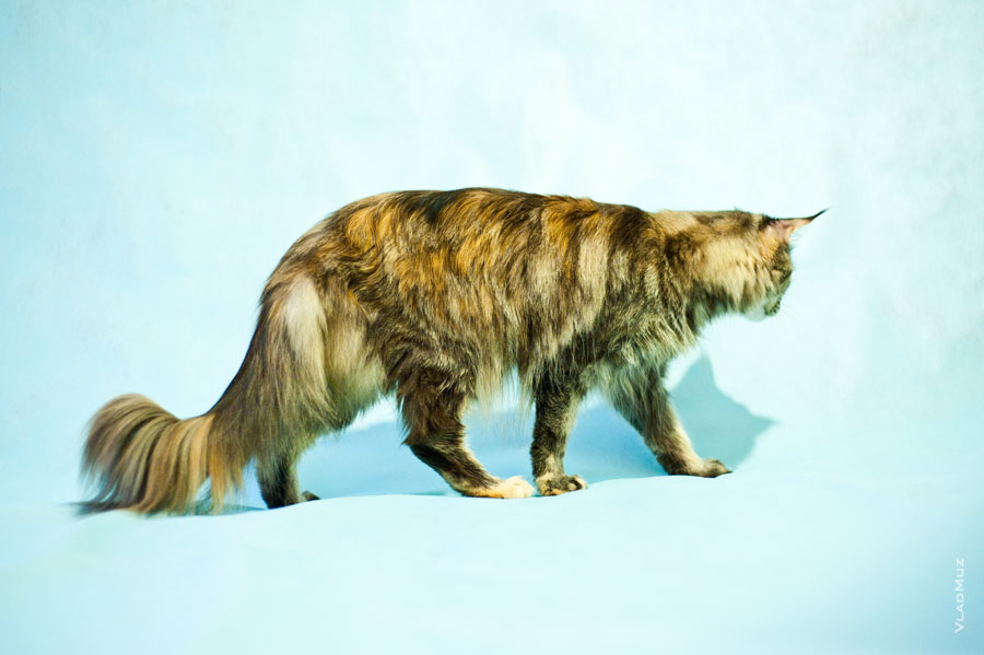 Фото сбоку идущей кошки мейнкун демонстрирует ее пышную шерсть