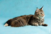 Фото лежащей кошки мейнкун в разрешении 4256 на 2832 пикселя