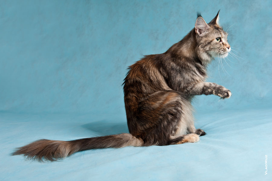 Фото сидящей кошки мейнкун с поднятой лапой в разрешении 4256 на 2832 пикселя