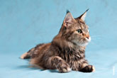 Фото портрет внимательной кошки мейнкун с разрешением 4256 на 2832 пикселя