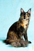 Фото сидящей кошки мейнкун с разрешением 4300 на 2800 пикселей (окрас черепаховый с белым)