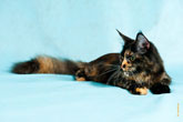 Фото лежащей кошки мейнкун пёстрого окраса с разрешением 4256 на 2832 пикселя