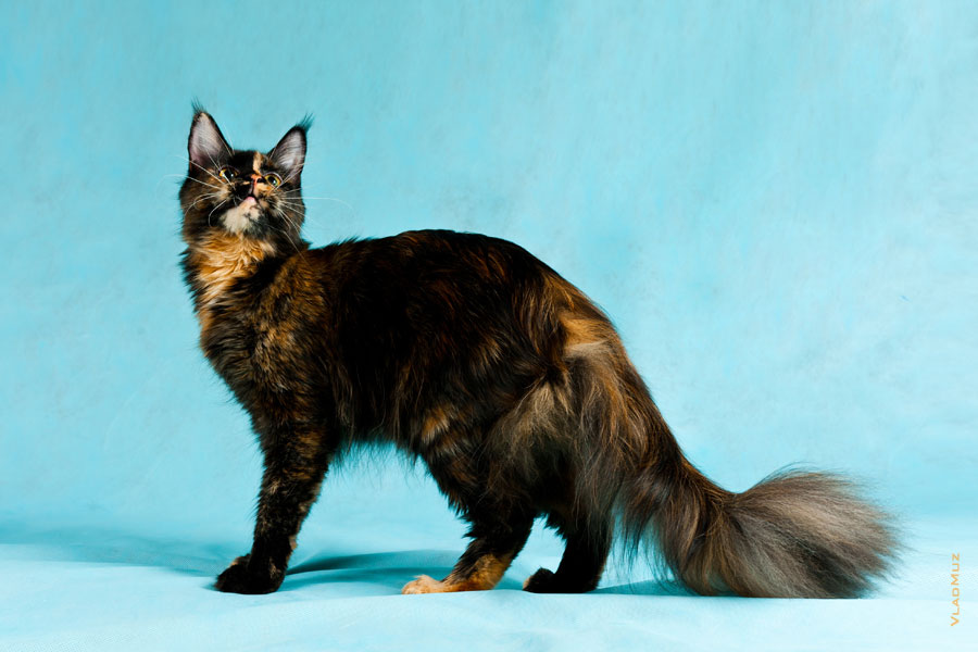 Фото стоящей на голубом фоне кошки мейнкун в разрешении 4160 на 2770 пикселей