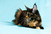 Фото кошки мейнкун, лежа на фоне, с разрешением 4256 на 2832 пикселя