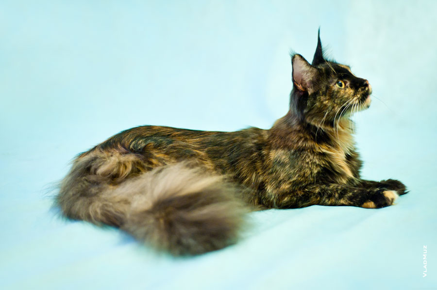 Фото кошки мейнкун, лежащей на фоне, в разрешении 4256 на 2832 пикселя
