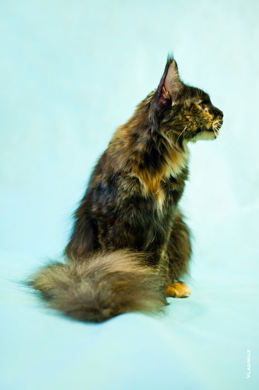 Фото сидящей кошки мейнкун в профиль с разрешением 2832 на 4256 пикселей