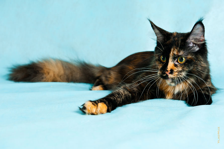 Фото игривой кошки мейнкун в разрешении 4256 на 2832 пикселя