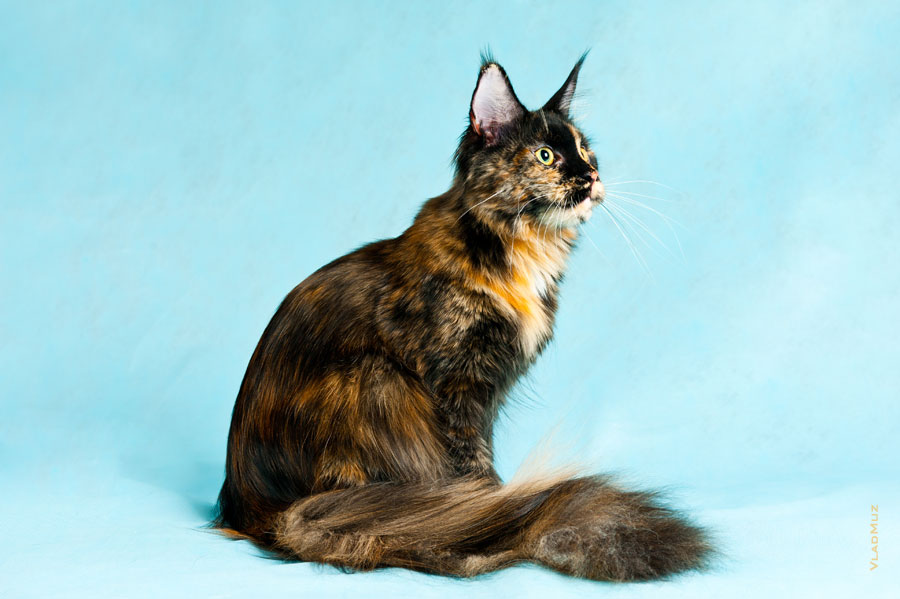 Фото спокойной сидящей кошки мейнкун с разрешением 4256 на 2832 пикселя