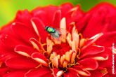 Фото зеленой мухи на красном цветке
