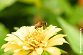 Фото пчелы на желтом цветке