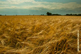 Фото искрящихся колосьев ржи в поле. Летний фото пейзаж