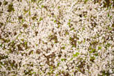 Фотографии цветущих деревьев весной
