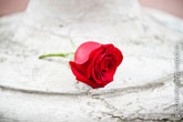 Фото бутона красной розы на светлом фоне