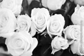 Фото паттерн из белых роз