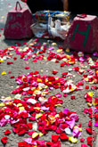 Фото разбросанных красных, белых и розовых лепестков роз на асфальте перед ЗАГСом