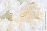 Свадебный фото натюрморт в светлой тональности: обручальные кольца на белой подушечке в окружении белых роз